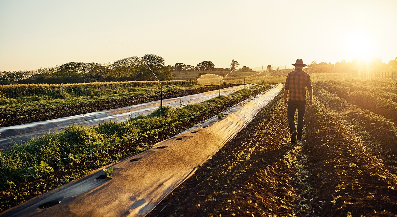 Market Hero Agriculture